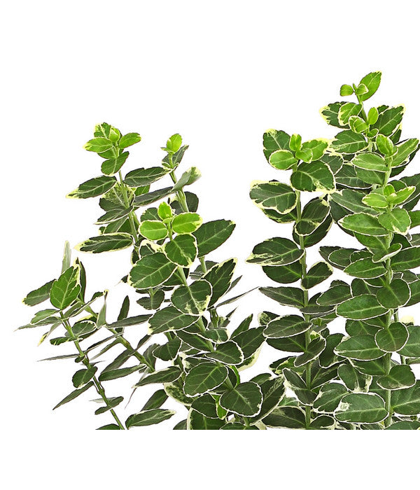  Spindelstrauch 'Emerald Gaiety'