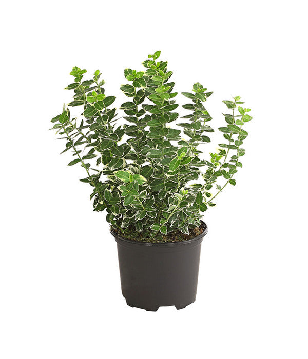  Spindelstrauch 'Emerald Gaiety'