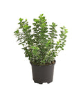  Spindelstrauch 'Emerald Gaiety'