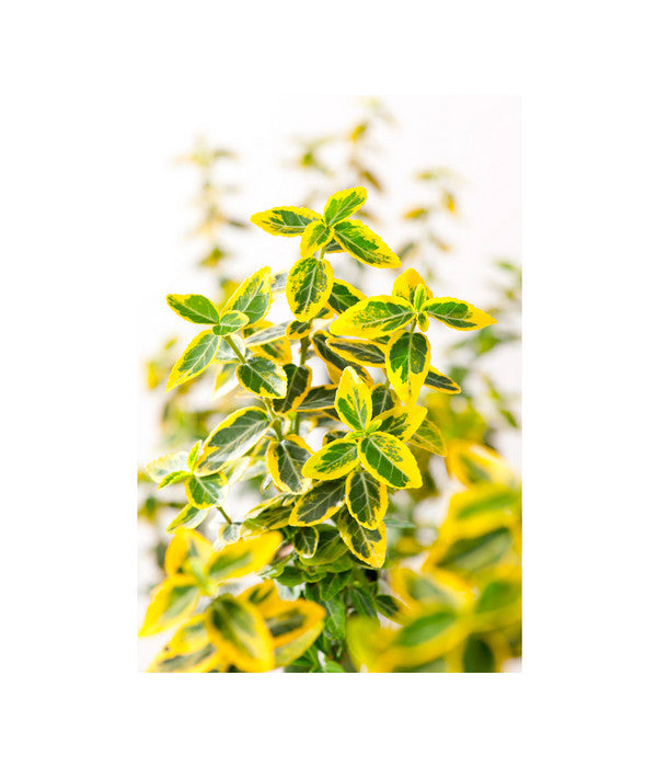  Spindelstrauch 'Emerald'n Gold'