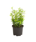  Spindelstrauch 'Emerald'n Gold'