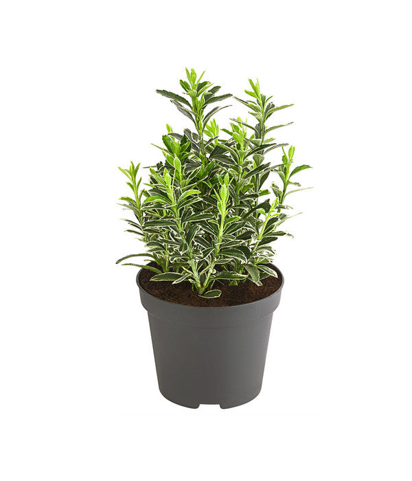  Kleinblättriger Kriech-Spindelstrauch 'Microphyllus Albovariegatus'
