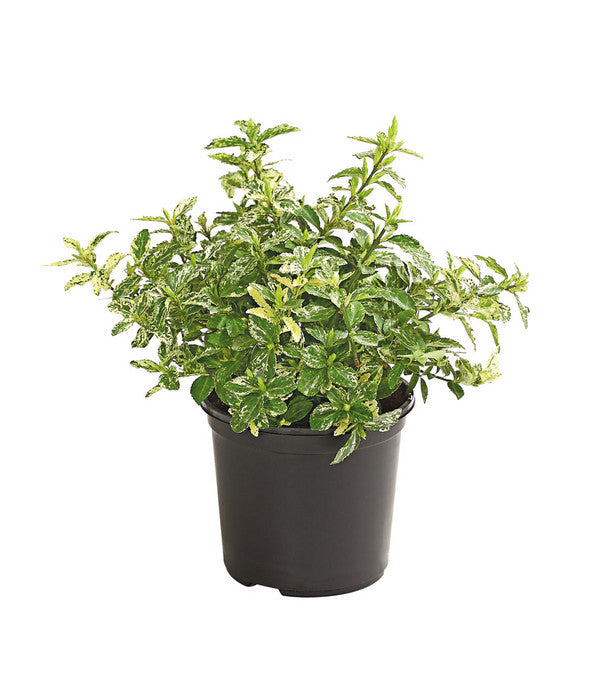  Spindelstrauch 'Harlequin'