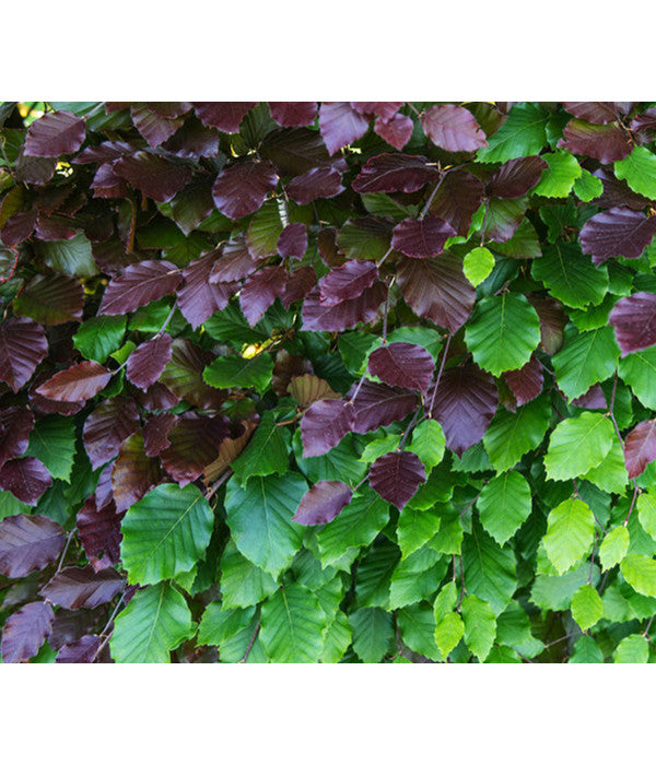  10 Meter Blutbuche ‘Purpurea‘, 50 X 100-125 Cm