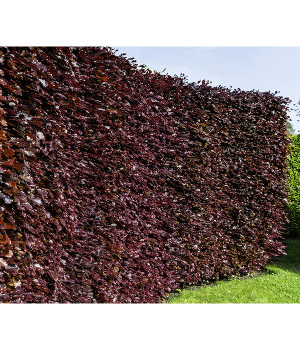  10 Meter Blutbuche ‘Purpurea‘, 50 X 100-125 Cm
