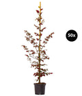  10 Meter Blutbuche ‘Purpurea‘, 50 X 100-125 Cm