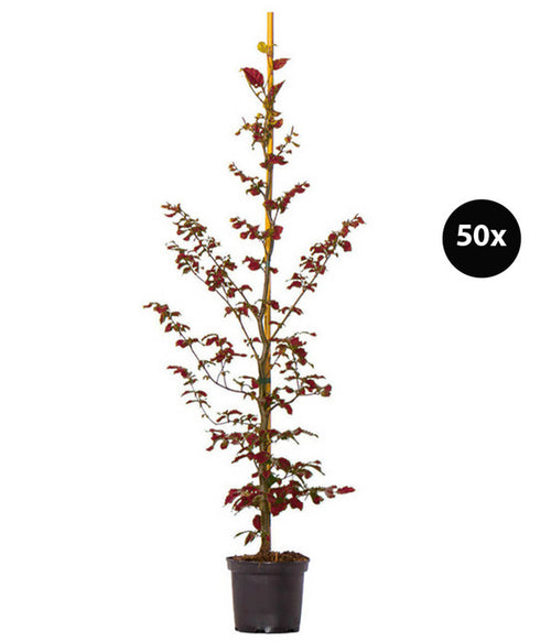  10 Meter Blutbuche ‘Purpurea‘, 50 X 100-125 Cm
