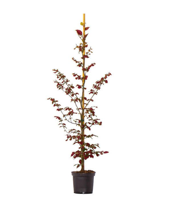  10 Meter Blutbuche ‘Purpurea‘, 50 X 100-125 Cm