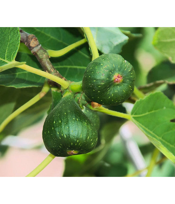  Feige 'Pfälzer Fruchtfeige'