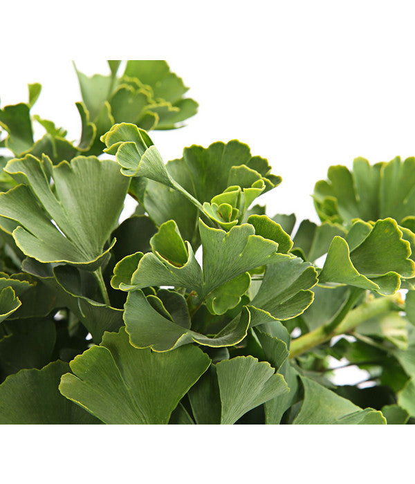  Ginkgobaum - Fächerblattbaum 'Marijke'