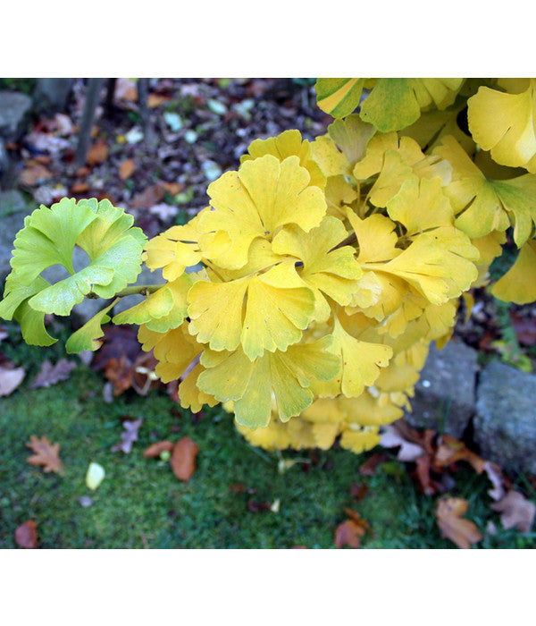 Ginkgobaum - Fächerblattbaum 'Mariken'