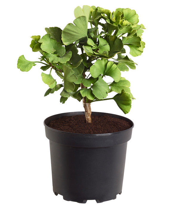  Ginkgobaum - Fächerblattbaum 'Mariken'