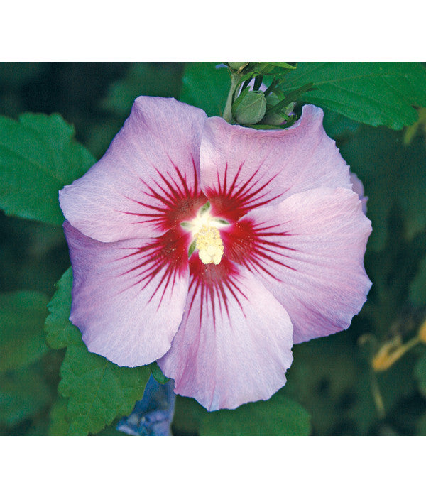  Hibiskus 'Maike' - Garten-Eibisch