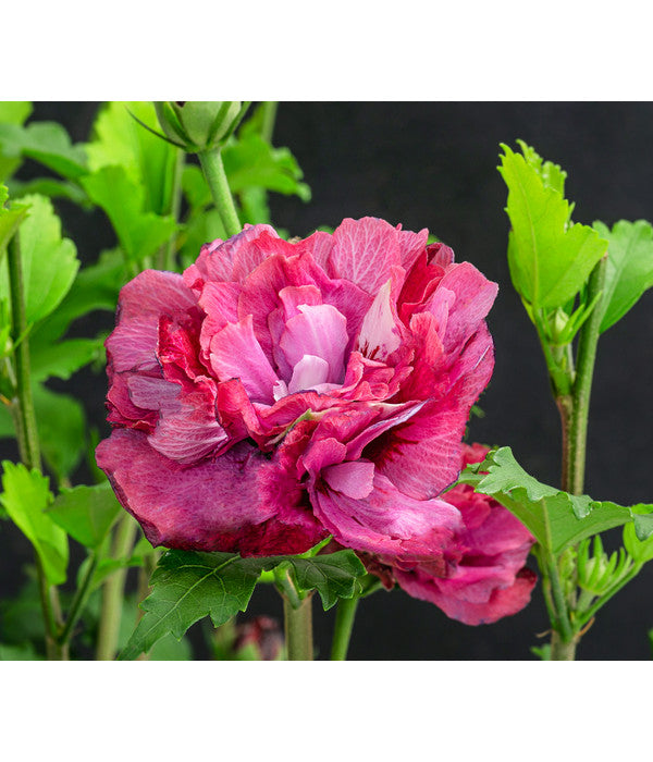  Hibiskus 'Maike' - Garten-Eibisch