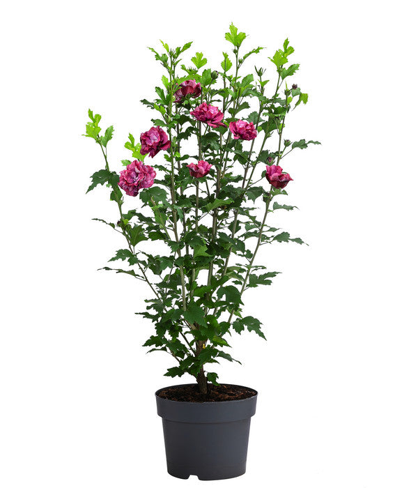  Hibiskus 'Maike' - Garten-Eibisch