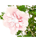  Hibiskus 'Pink Chiffon®' - Garten-Eibisch