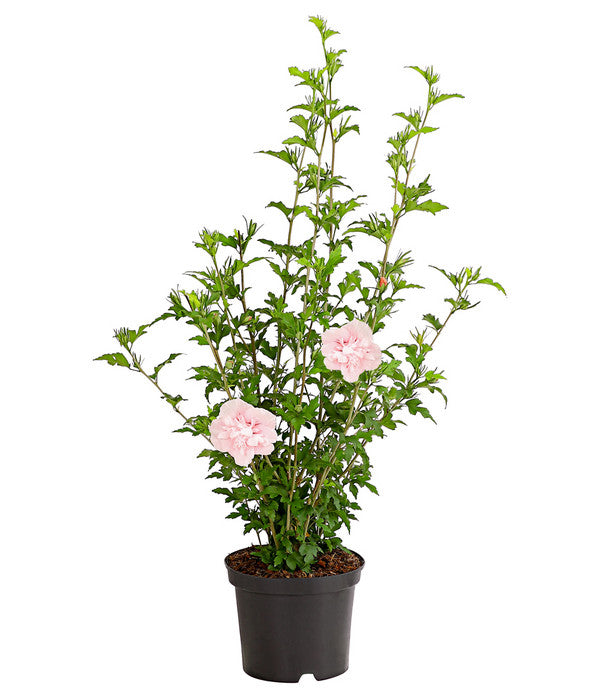  Hibiskus 'Pink Chiffon®' - Garten-Eibisch