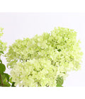  Rispen-Hortensie 'Magical Candle'
