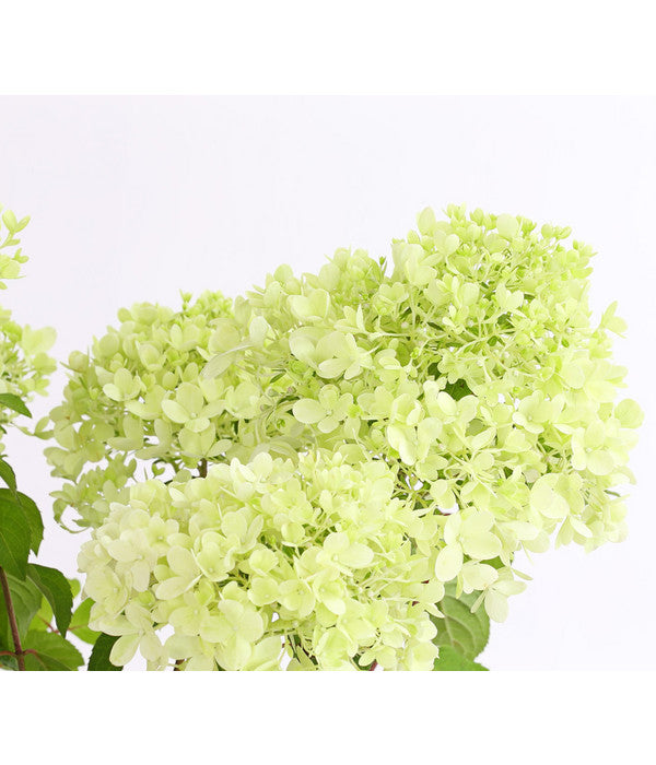  Rispen-Hortensie 'Magical Candle'