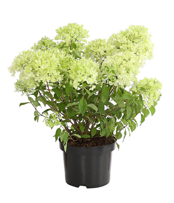  Rispen-Hortensie 'Magical Candle'