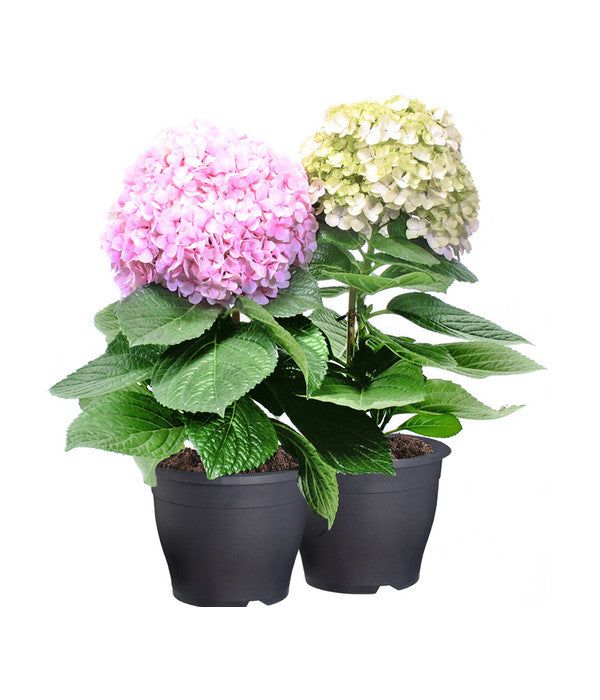  Bauern-Hortensie 'Avantgarde'