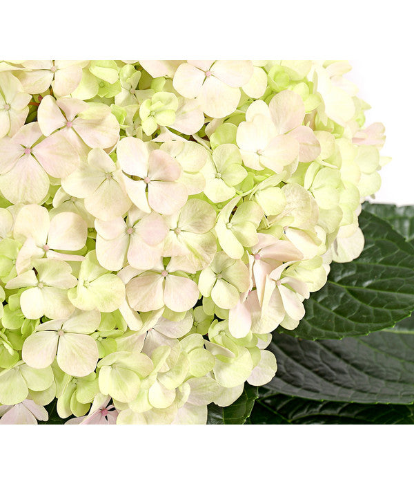  Bauern-Hortensie 'Avantgarde'