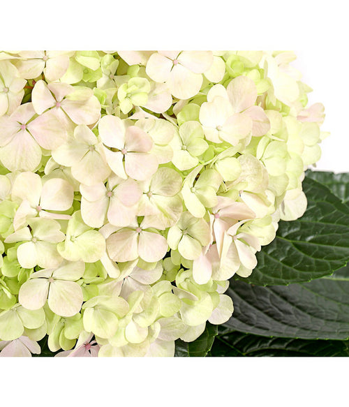  Bauern-Hortensie 'Avantgarde'