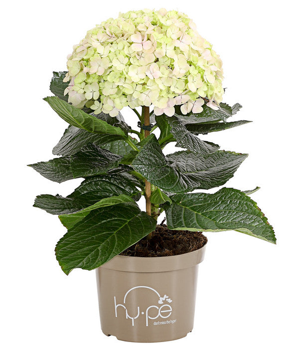  Bauern-Hortensie 'Avantgarde'