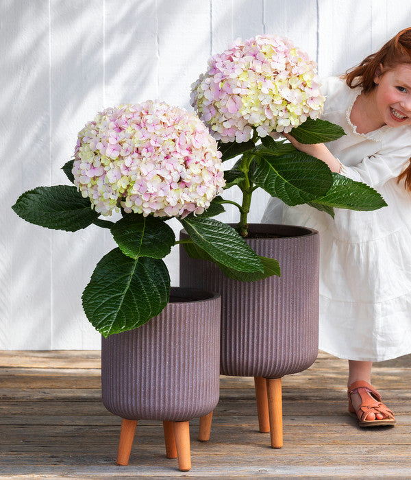  Bauern-Hortensie 'Avantgarde'