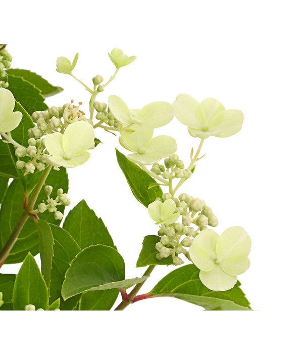  Rispen-Hortensie 'Prim White'