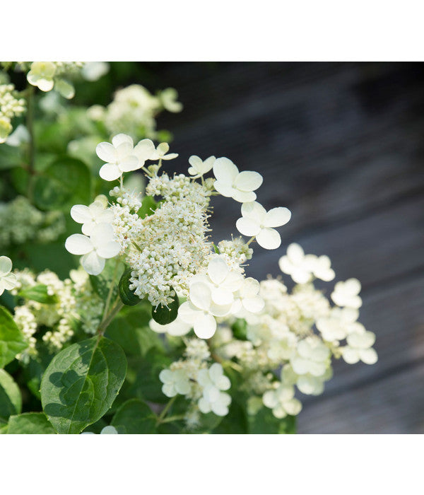  Rispen-Hortensie 'Prim White'