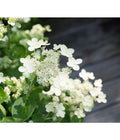  Rispen-Hortensie 'Prim White'