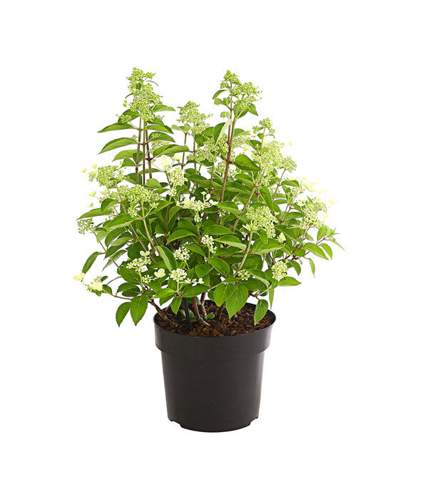  Rispen-Hortensie 'Prim White'