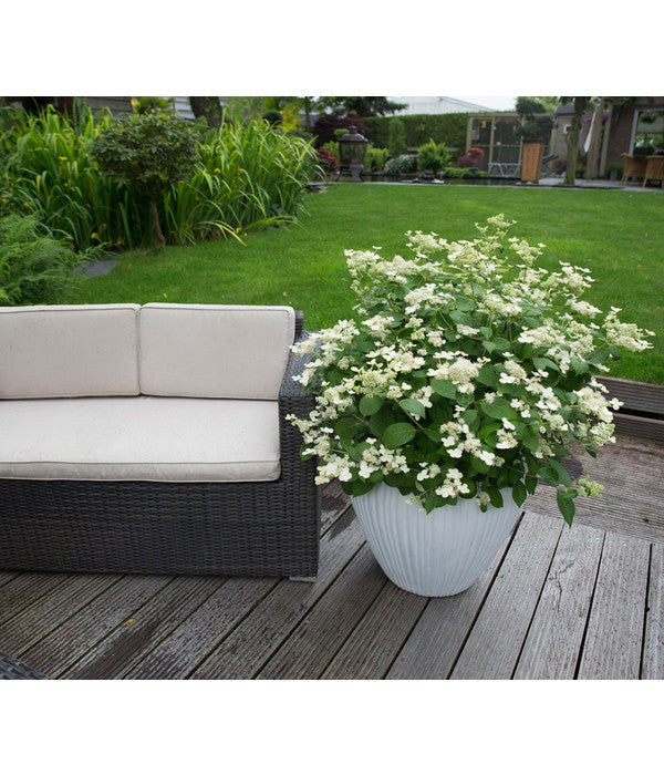  Rispen-Hortensie 'Prim White'