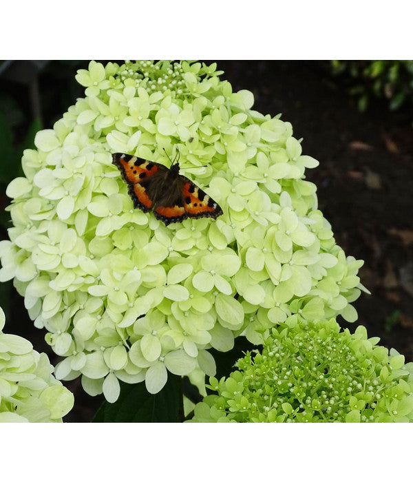  Rispen-Hortensie 'Limelight®'