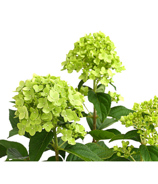  Rispen-Hortensie 'Limelight®'