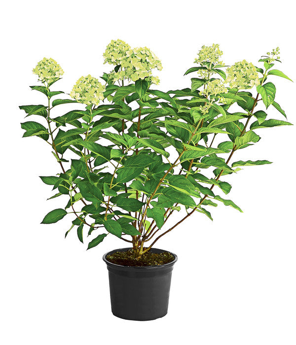  Rispen-Hortensie 'Limelight®'