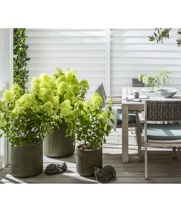  Rispen-Hortensie 'Limelight®'