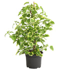  Kletter-Hortensie 'Miranda' - Hydrangea