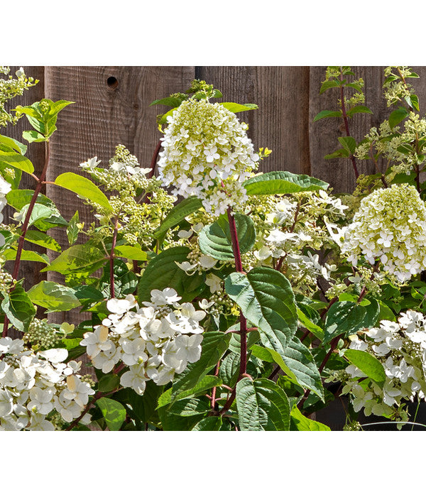  Rotstielige Rispen-Hortensie