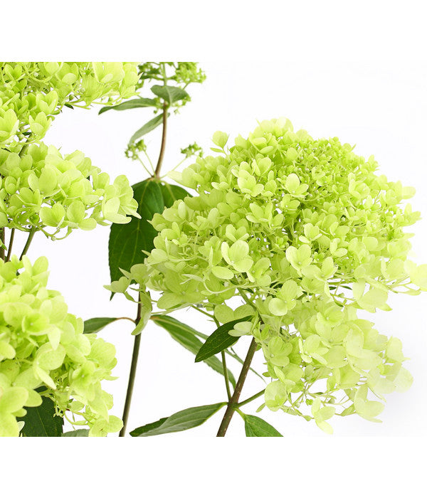  Rispen-Hortensie 'Magical Summer'