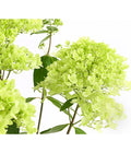  Rispen-Hortensie 'Magical Summer'