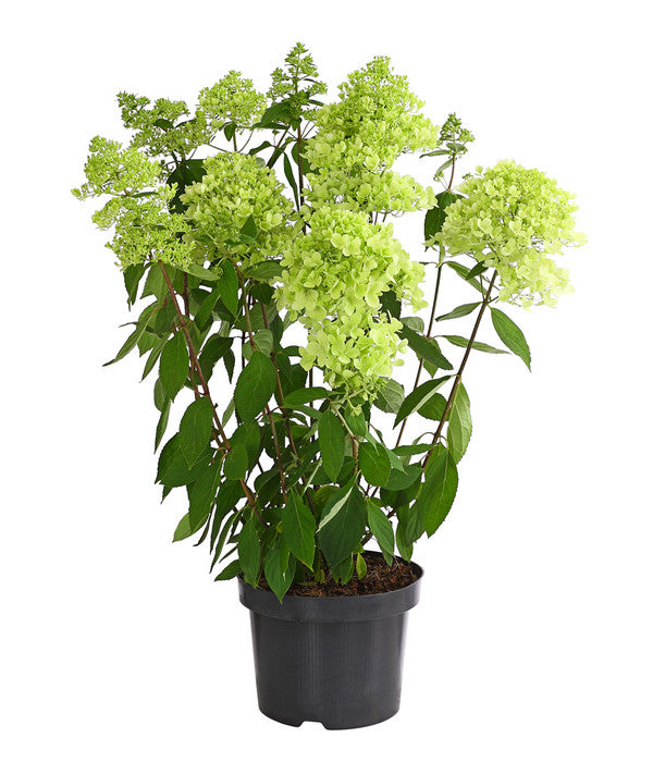  Rispen-Hortensie 'Magical Summer'