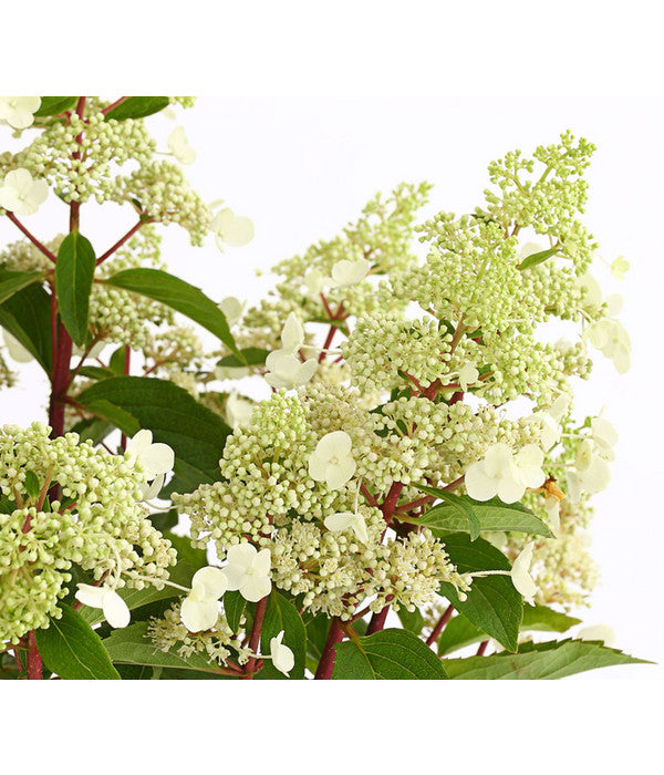  Rotstielige Rispen-Hortensie