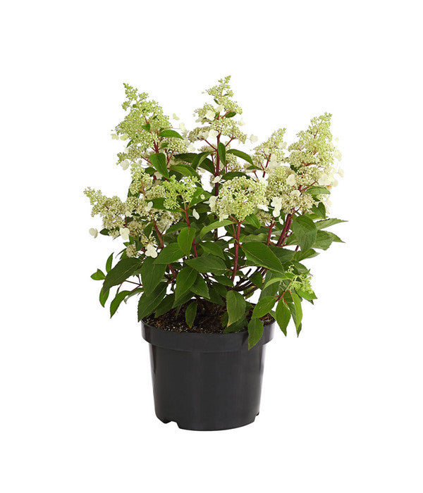  Rotstielige Rispen-Hortensie