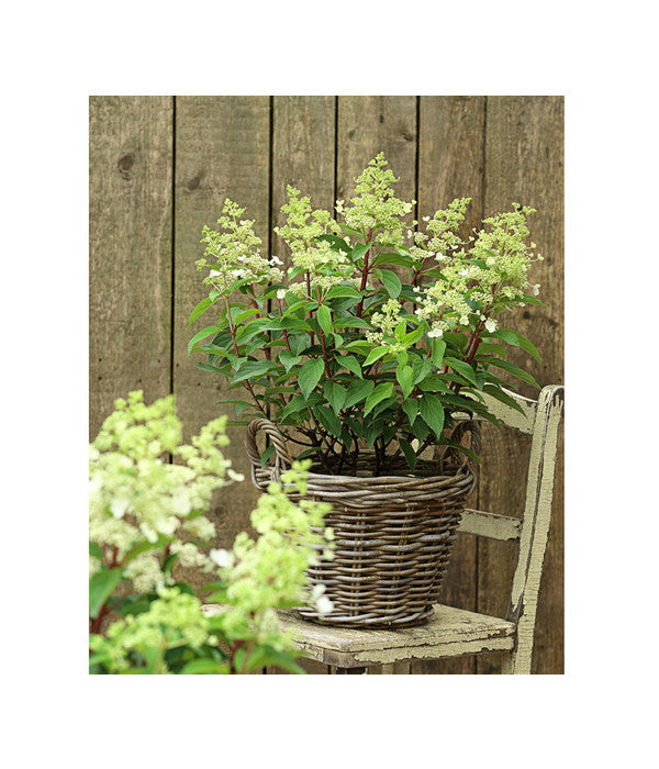  Rotstielige Rispen-Hortensie