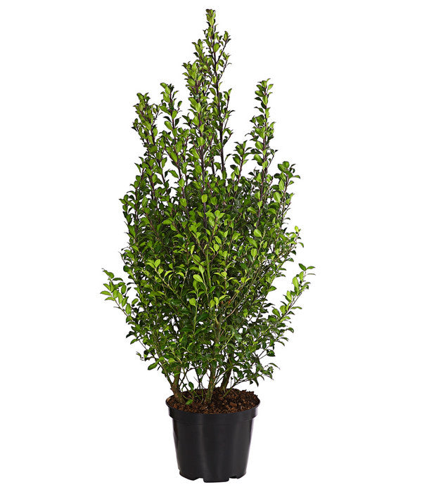  Stechpalme 'Heckenstar'