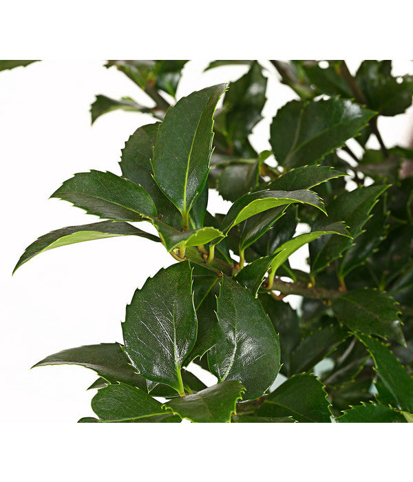  Stechpalme 'Heckenfee'