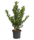  Stechpalme 'Heckenfee'