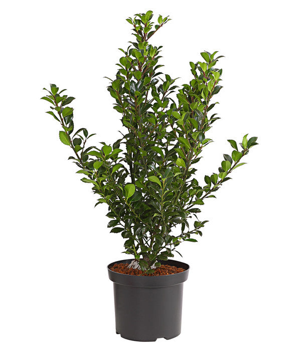  Stechpalme 'Heckenfee'